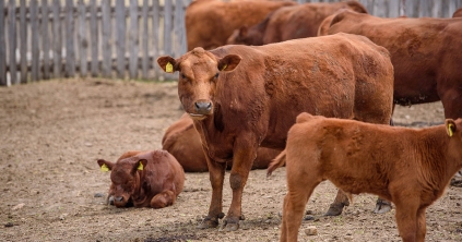 Elkerülhetjük a meddőséget